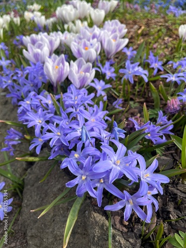 Blooming blue Chionodoxa luciliae and crocuses.Blooming wild flowers in the meadow.Natural spring background