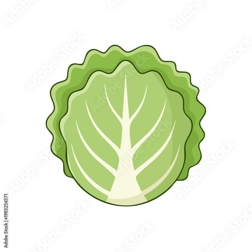 Fresh green cabbage illustration with detailed leaf veins and crisp edges