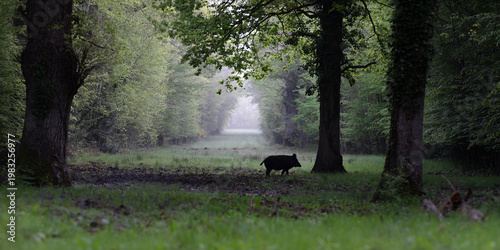 Young Wild boar crossing a forest alley while looking for food in the morning, Sus scrofa, Sologne, Loiret 45, région Centre Val de Loire, France, European Union, Europe