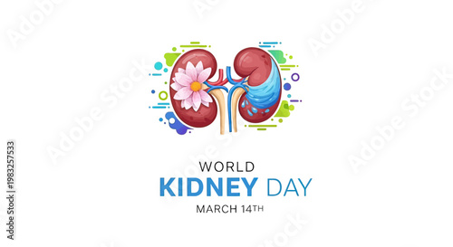 Kidney Organ Human Body Part.