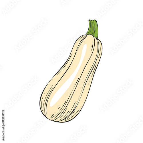 Hand-drawn illustration of a ripe, pale yellow zucchini squash with green stem