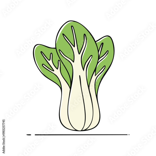 Hand drawn bok choy illustration with clean lines and vibrant green and white colors