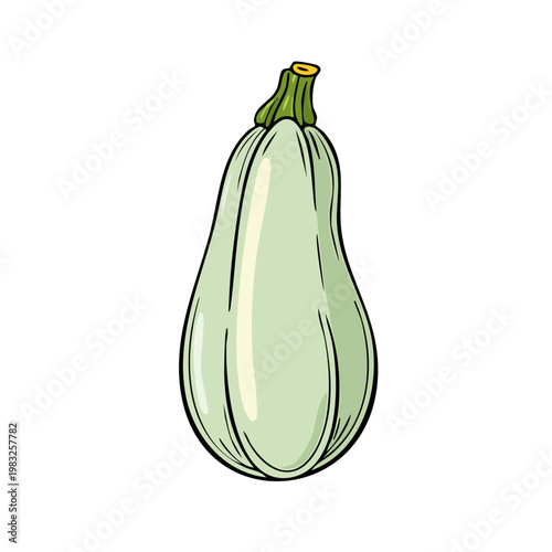 Light green zucchini squash with stem and vibrant green leaves illustration