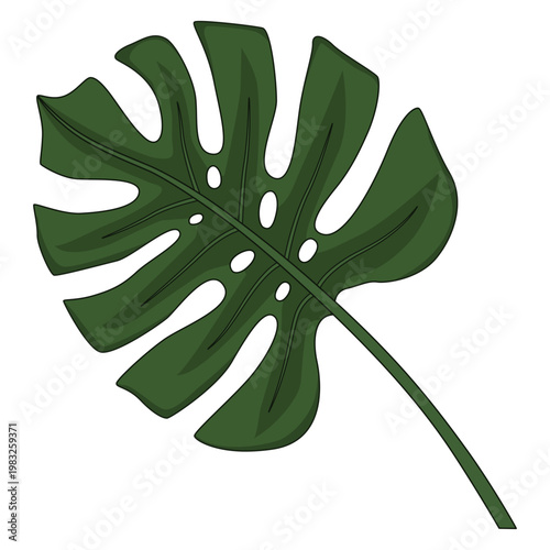 Monstera deliciosa leaf illustration for tropical botanical patterns and exotic designs