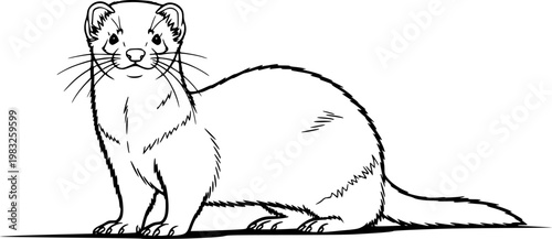 Black and white ferret standing on , simple line drawing isolated on white background
