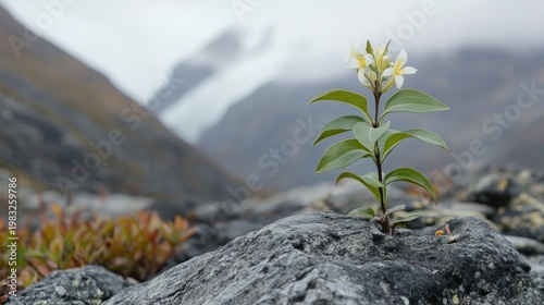 Mountain plant growing on a rock