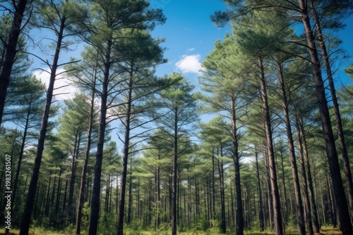 Vertical view of many evergreen pine trees against a bright blue sky with a wispy cloud