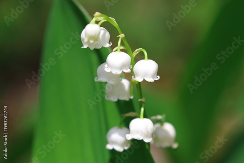 ドイツスズラン