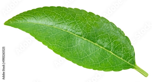 Single green almond leaf isolated on transparent background. Almond leaf isolated with PNG