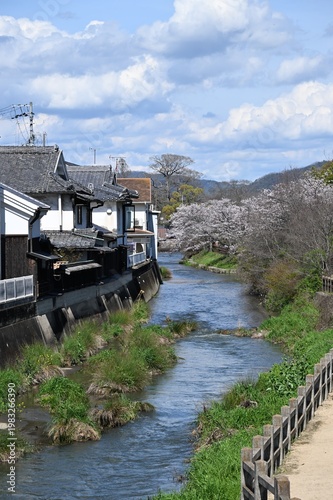 川と桜