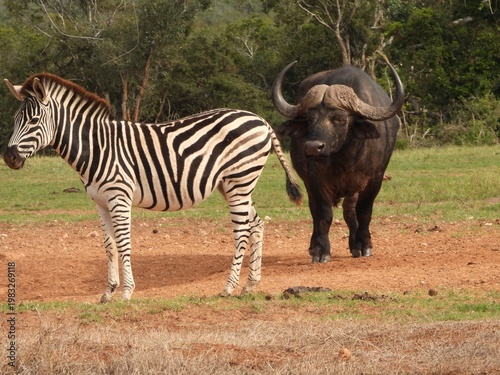 Zebra and buffalo at the waterhole
