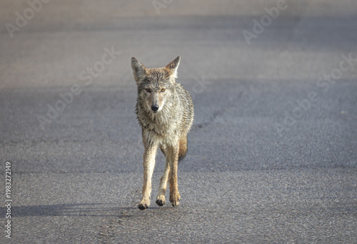 Coyote (Canis latrans)