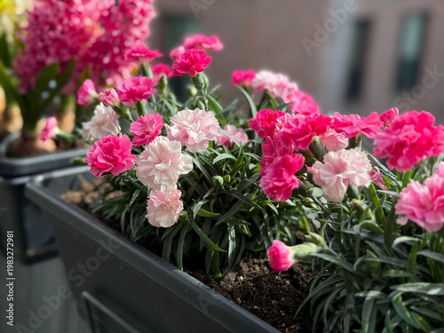 Beautiful pink white Carnations decorative balcony flowers in a flower pot in balcony terrace garden, floral wallpaper background with pink carnations