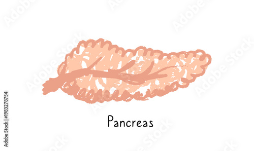 Human pancreas sketch