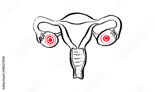 Female reproductive system