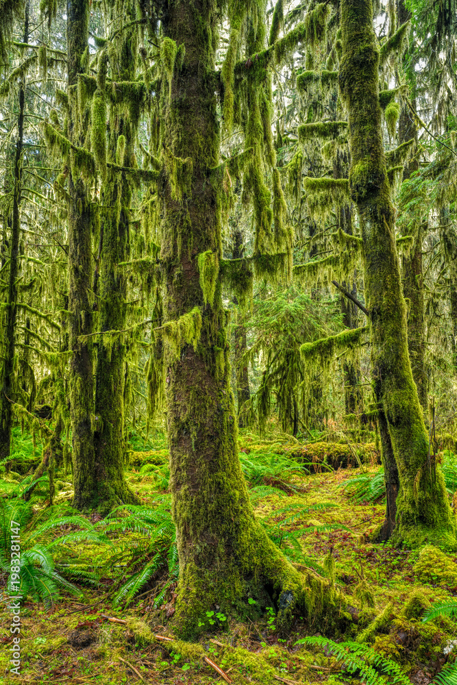 Fototapeta premium Moss-Draped Old-Growth Forest in the Hoh Rain Forest
