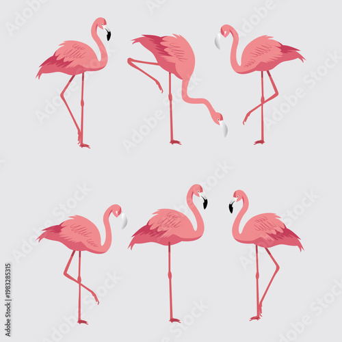Pink Flamingos Illustration Set
