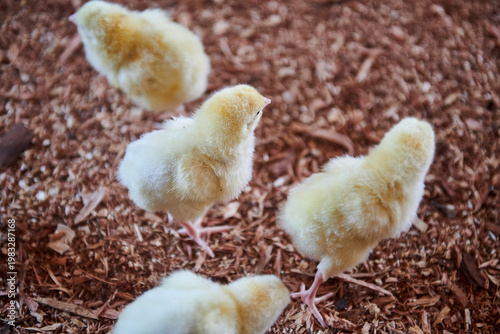 broiler chickens in the poultry house