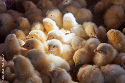broiler chickens in the poultry house