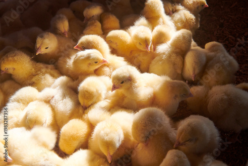 broiler chickens in the poultry house