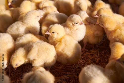 broiler chickens in the poultry house