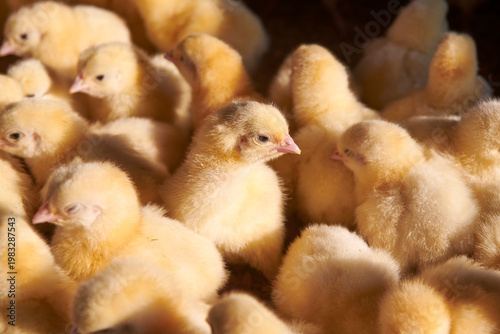 broiler chickens in the poultry house