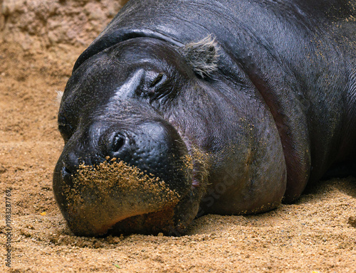 Pygmy hippo sleeping 