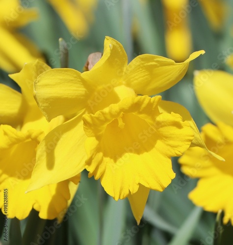 Beautiful daffodils growing in a garden