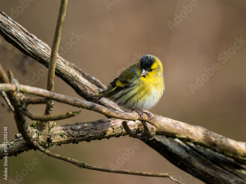 A Siskin Perched on a Branch