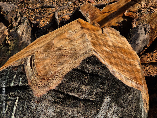 Freshly cut tree trunk with visible rings and scattered wood pieces on forest ground