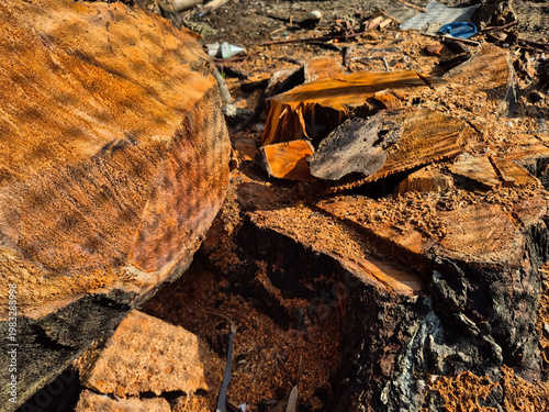 Freshly cut tree trunk with visible rings and scattered wood pieces on forest ground