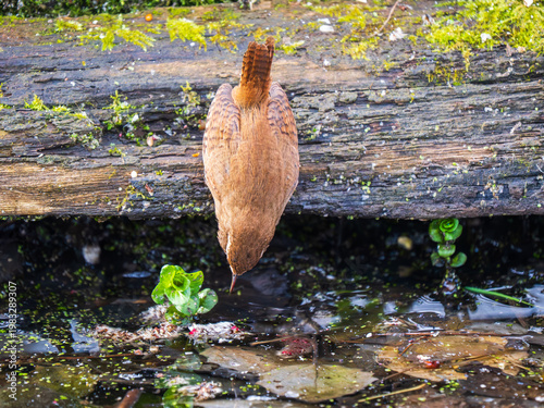A Wren Looking for Insects in a Pond