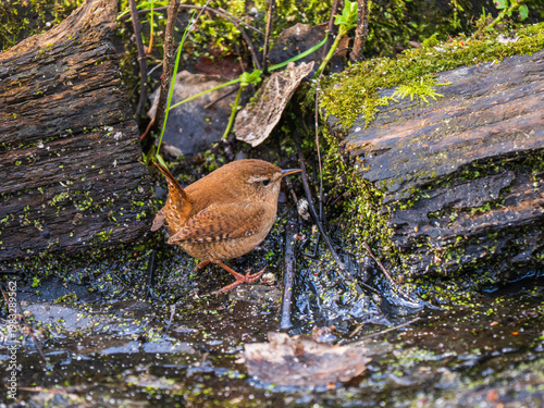A Wren Looking for Insects in a Pond