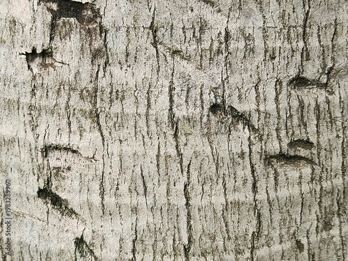 Scarred bark face reveals uneven cavities within pale grain. Worn trunk marks produce distressed rustic organic pattern. Weathered stem surface captures rough tonal imperfections