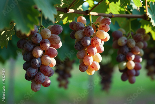 Bunch of grapes hanging from a vine.