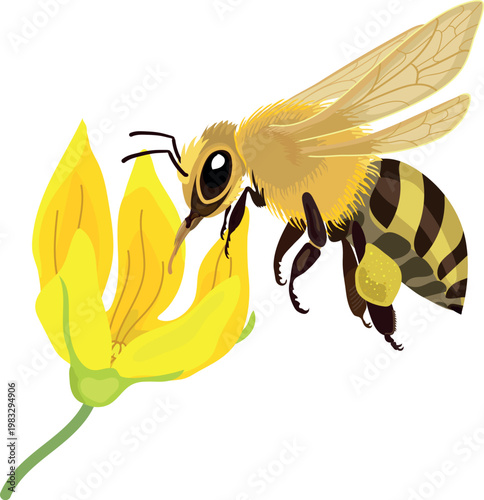 Honey bee collecting nectar from yellow flower. Flying honeybee pollinating blossom. Vector illustration isolated on white background