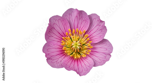 Single pink peony flower with yellow center isolated on transparent background