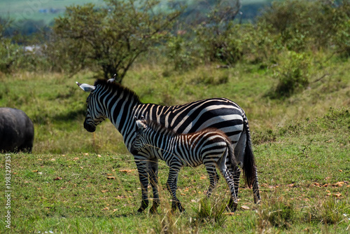 Zebra Mutter ist mit ihrem Jungtier unterwegs