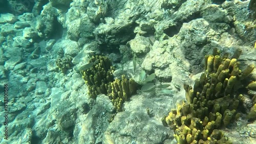 Underwater View of Fish Swimming Near Yellow Tube Sponges