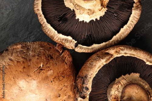 Large portobello mushroom on black slate background closeup details