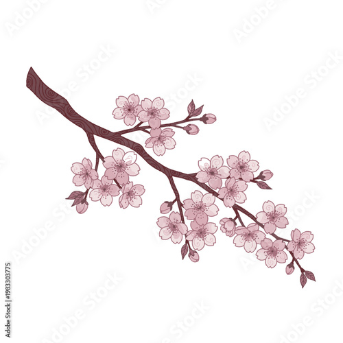 Blossoming sakura branch. Cherry blossoms on a white background. Vector illustration