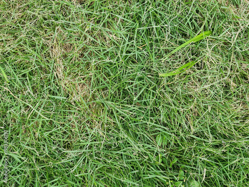 Fresh cut grass texture filling frame in natural daylight. Green lawn background with organic pattern and mown blades. Outdoor turf surface viewed from above for eco design