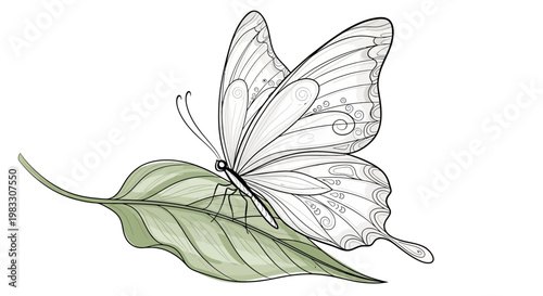 Butterfly on a green leaf sitting.