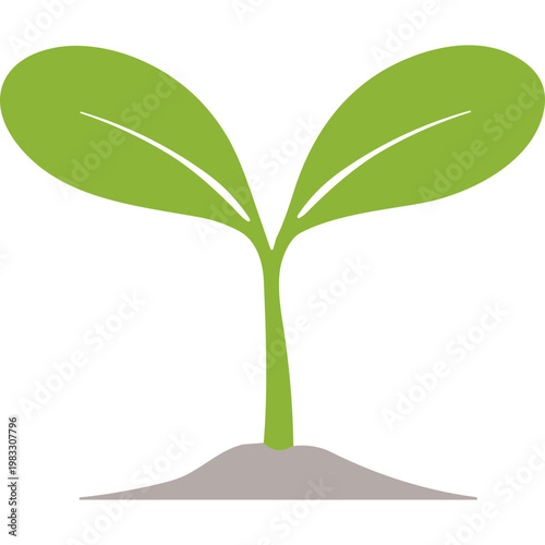 A small green plant grows out of the brown soil outdoors naturally