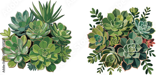 Two Arrangements of Green Succulent Plants