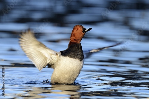 Common Pochard (Aythya ferina), drake flapping its wings, Cham, Canton of Zug, Switzerland