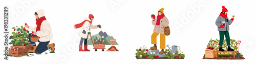 Set of illustrations showing people in warm winter clothes harvesting fresh red strawberries in various outdoor garden and farm settings.