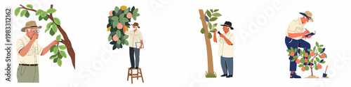 Set of elderly male farmers and botanists inspecting fruit trees and plants, flat vector illustration on white background.