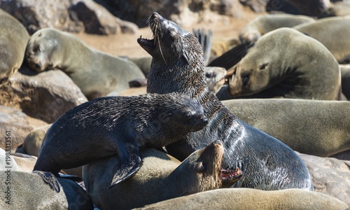 Fighting Brown Fur Seals or Cape Fur Seals (Arctocephalus pusillus) in a colony, Dorob National Park, Cape Cross, Namibia
