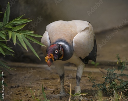 King vulture (Sarcoramphus papa), captive, prevalent in South America